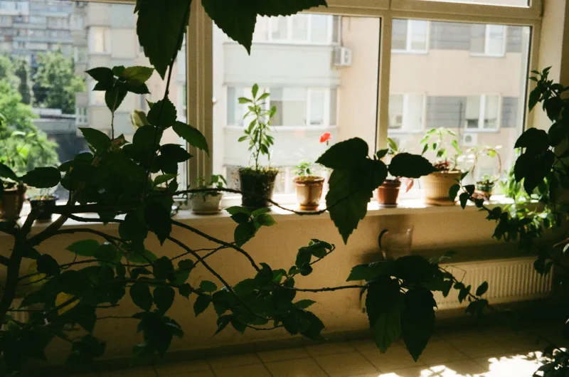 Bon Voyage, Fern: How to Leave Your Houseplants for a Week Without Coming Home to a Graveyard
