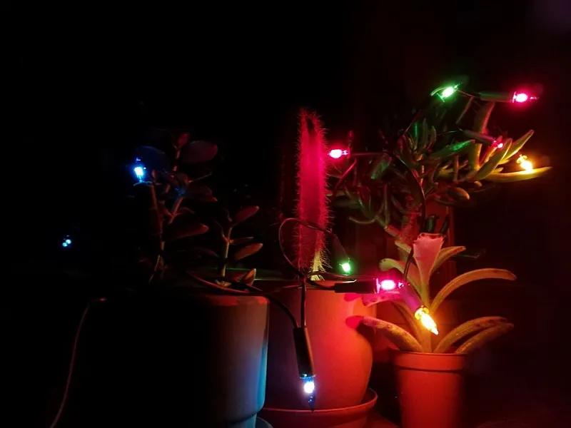 Deck the Pothos: Skip the Seasonal Aisle and Let Your Houseplants Host the Holidays
