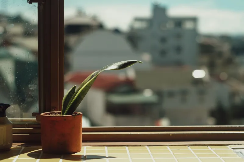 Myth-Busting Your Houseplant Collection: What the Science Actually Says About Cleaner Indoor Air
