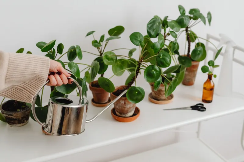 Chopsticks, Phone Alarms, and One Honest Finger: The Lazy Genius Way to Water Houseplants