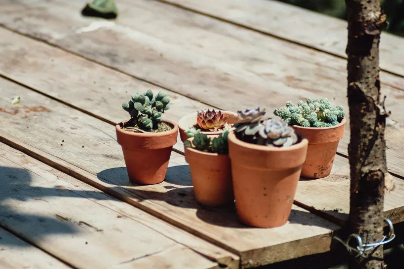Secondhand Sprouts: How to Snag a Thrifty Plant (and Not a Bag of Bugs)