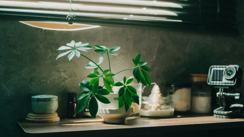 Grab Your Phone: The 20-Minute Sunlight Audit That Saves Houseplants (and Money)