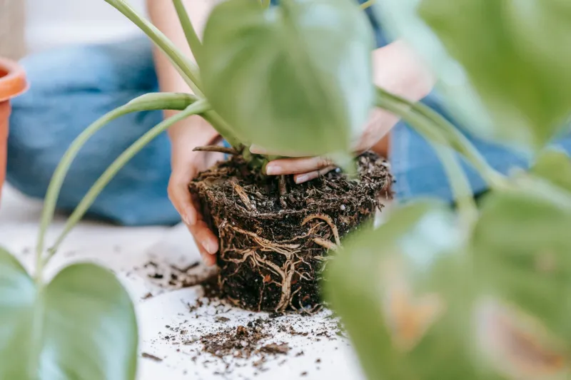 The $3 Plant That Outlived Every Fancy Purchase I've Made
