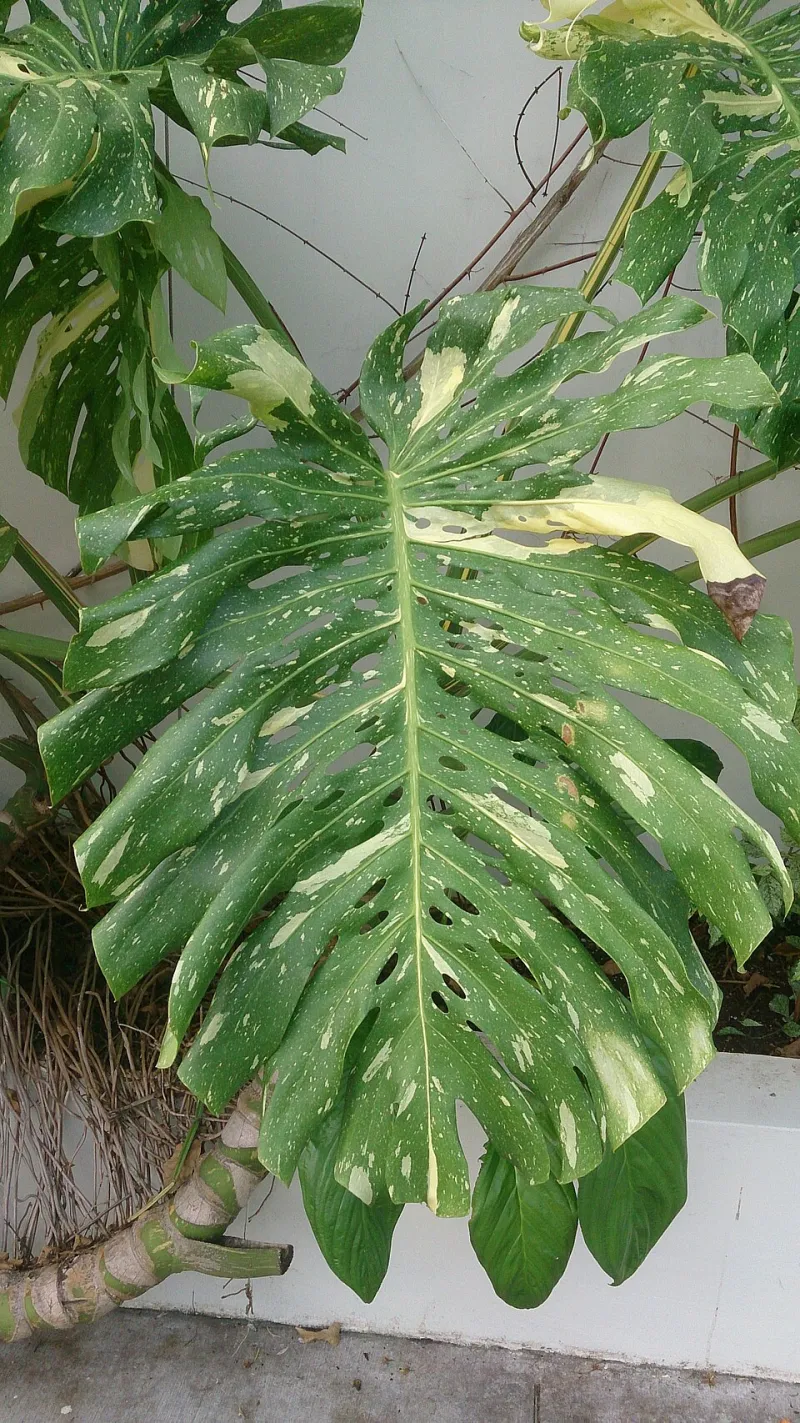 The $500 Plant That Dies Just as Fast as the $5 One: What Growers Won't Tell You About Variegated Everything