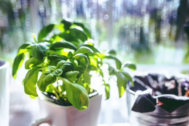 Stop Buying $4 Clamshells: The Real Math Behind Your Windowsill Herb Garden