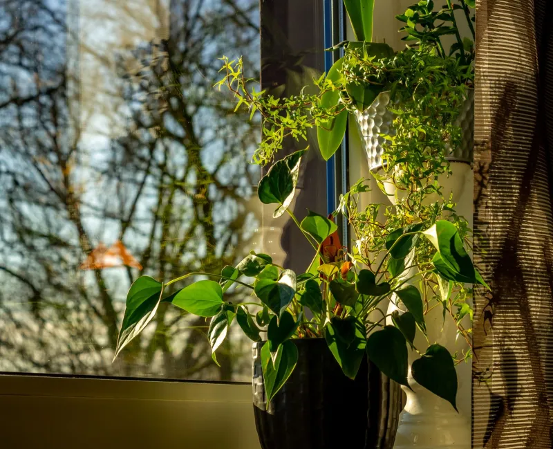 Stop Decorating With Plants, Start Zoning Them: A Room-by-Room Matchmaking Guide