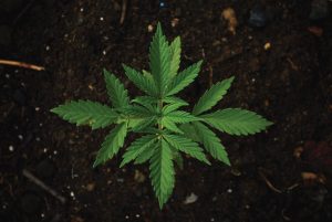 Medical Marijuana grown at home in San Diego