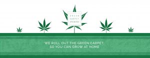 We roll out the green carpet, so you can grow cannabis and marijuana at home.
