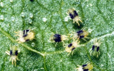 What are Spider Mites and what are they doing with my cannabis plants?