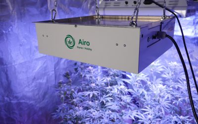 Stop powdery mildew on cannabis with modern technology