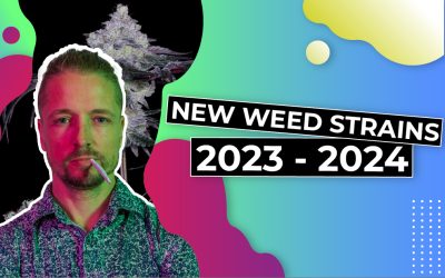 New weed strains 2023 – 2024
