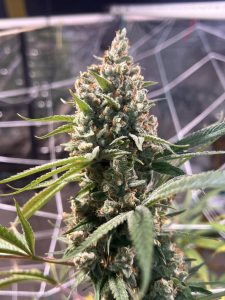 Princess Haze flowers by Brothers Grimm Seeds