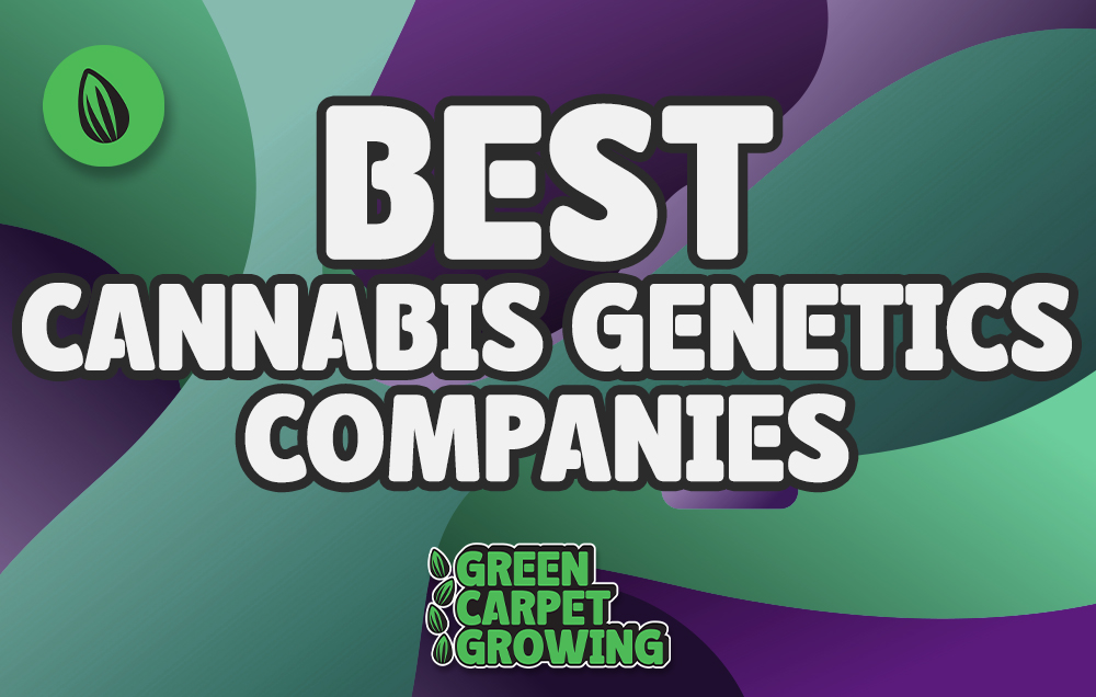 Best Cannabis Genetics Companies
