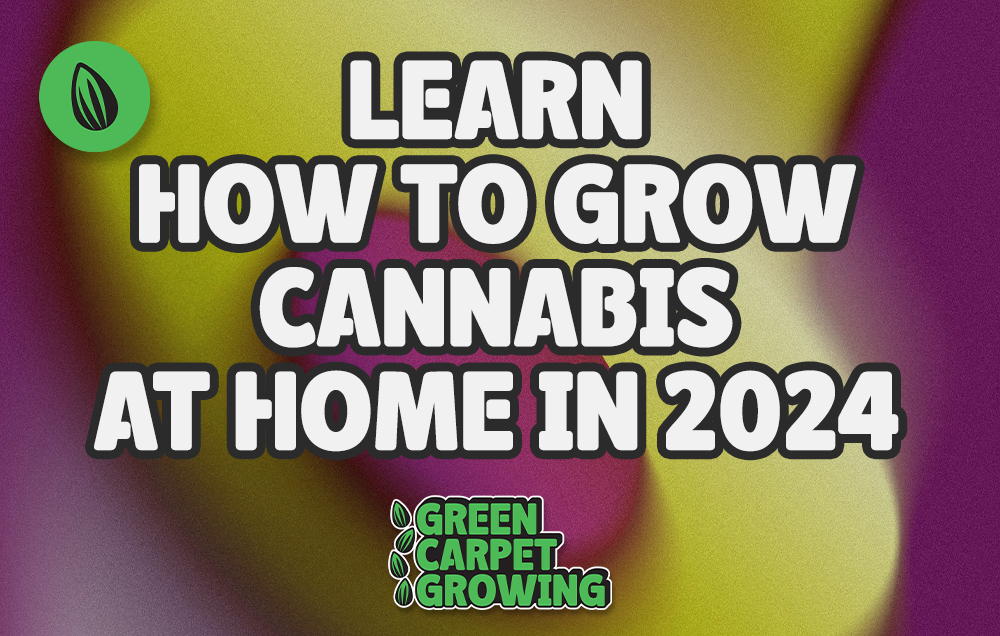 Learn How to Grow Cannabis at Home in 2024